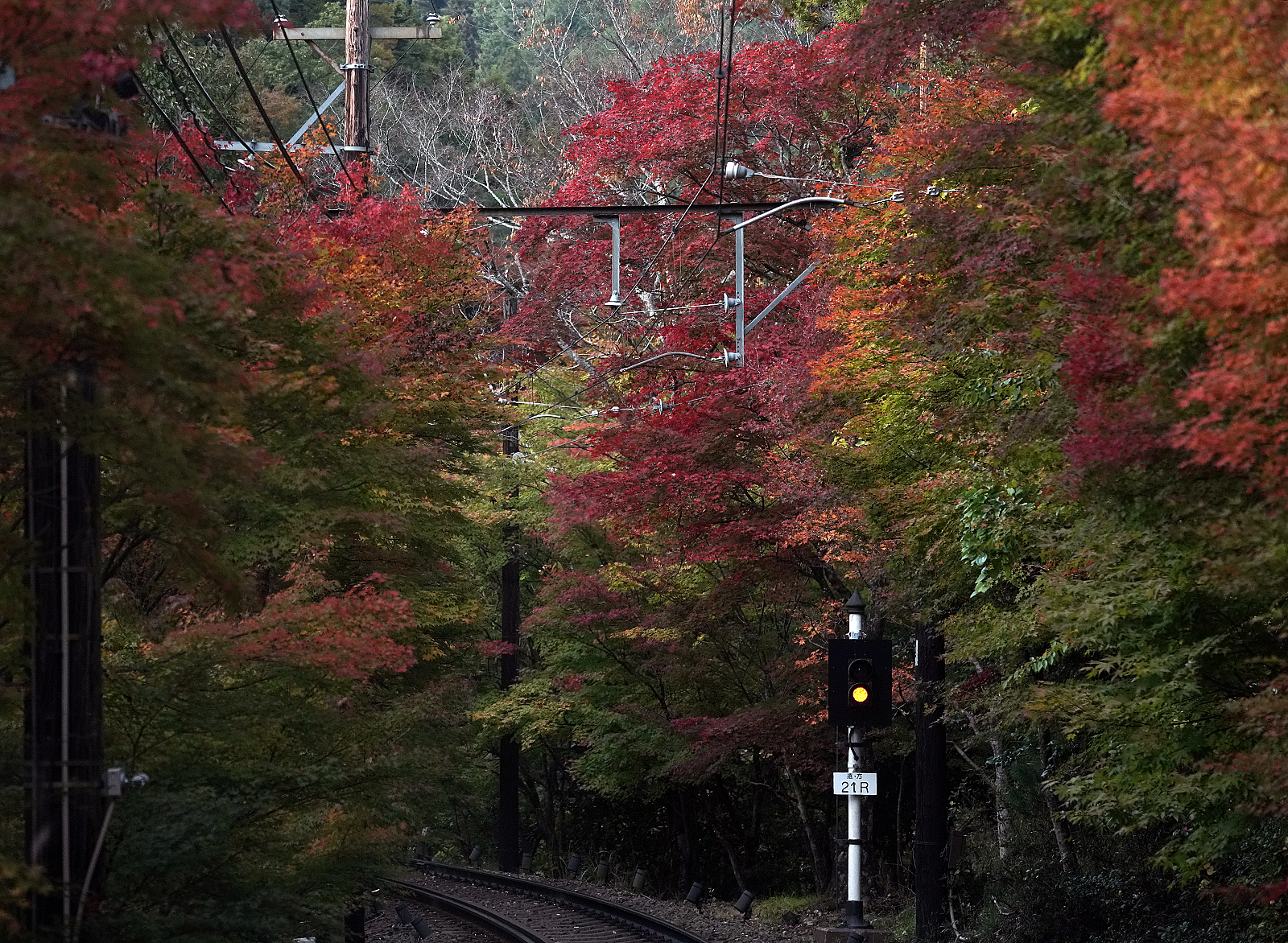 叡山電車 二ノ瀬駅~市原間の紅葉