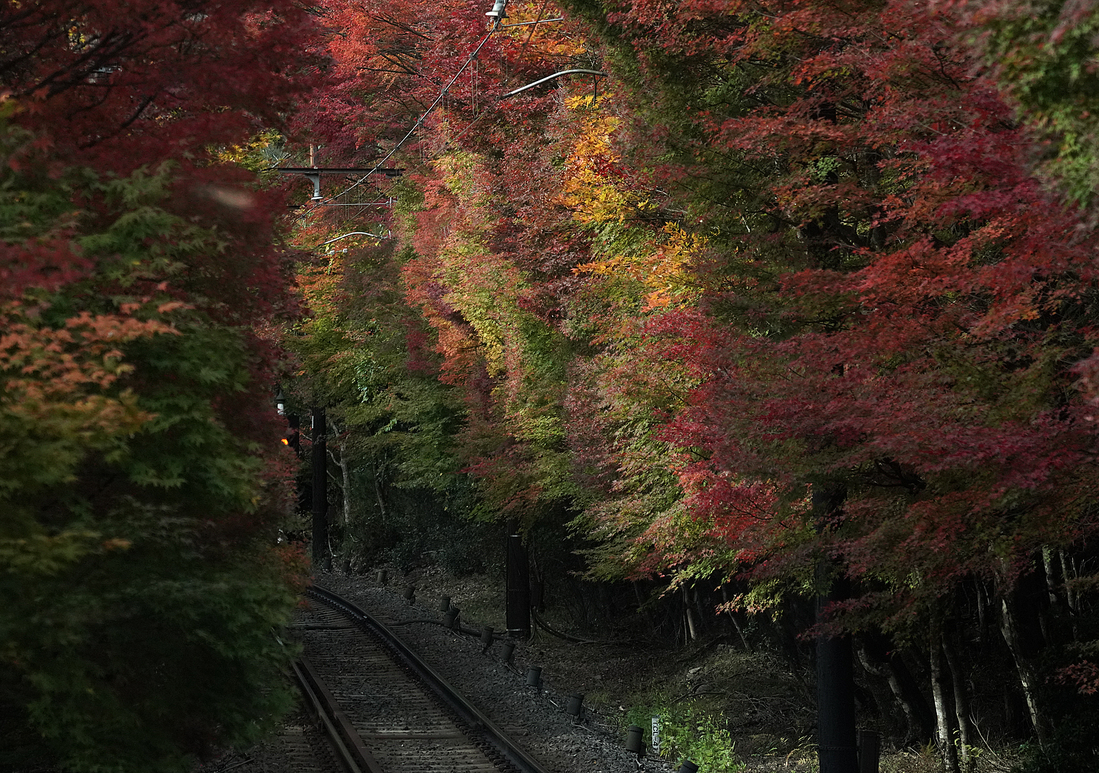 叡山電車 二ノ瀬駅~市原間の紅葉