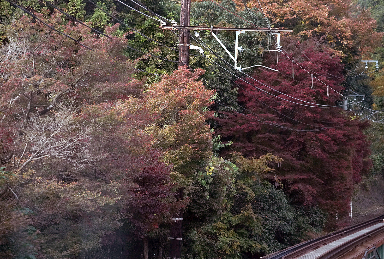 叡山電車 二ノ瀬駅~市原間の紅葉