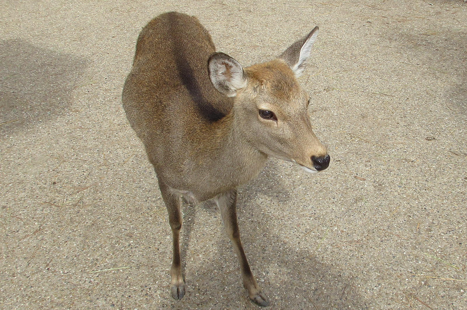 奈良公園雌鹿